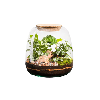 Visuel 1 du produit Terrarium autonome botanic® Moly Mix - Taille M Ø 19 cm H 20 cm