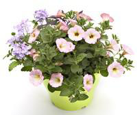 Visuel 1 du produit Potée anglaise. Le pot déco de 6 litres