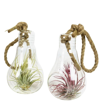 Visuel 1 du produit Tillandsia vert en verrerie ampoule 12 cm