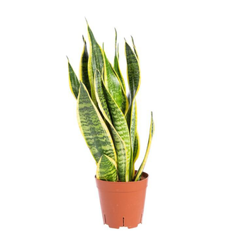 Visuel 1 du produit Sansevieria Laurentii pot Ø15xH50 cm