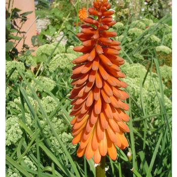 Visuel 1 du produit Kniphofia - Le pot de 2,5 litres