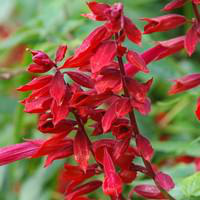 Visuel 1 du produit Sauge Coccinea - Le pot de 2,5 litres