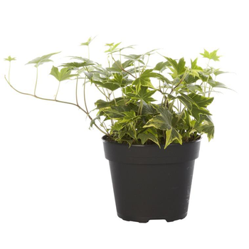 Visuel 1 du produit Hedera Goldchild - Le pot de 12 cm