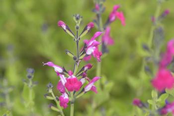 Visuel 1 du produit Sauge Arbustive Magical® Mississippi - Le pot de 2 litres