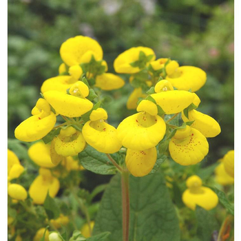 Visuel 1 du produit Calcéolaire (Petite pantoufle ou Petit soulier) à fleurs multicolores - Le pot Ø 16 cm