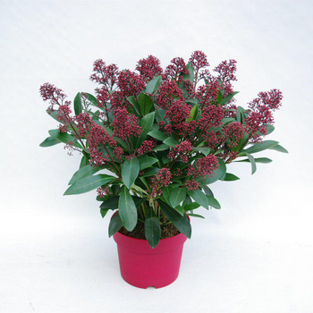 Visuel 1 du produit Skimmia Japonica. Le pot de 1 litre