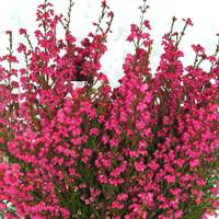 Visuel 1 du produit Bruyère gracilis rouge - Le pot de 2,5 litres