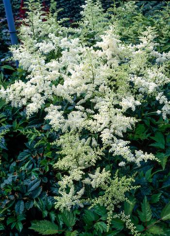 Visuel 1 du produit Astilbe ‘Brautschleier’ - Le pot de 2 litres
