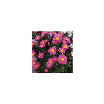 Visuel 1 du produit Aster Dumosus rose. La barquette de 6 plants