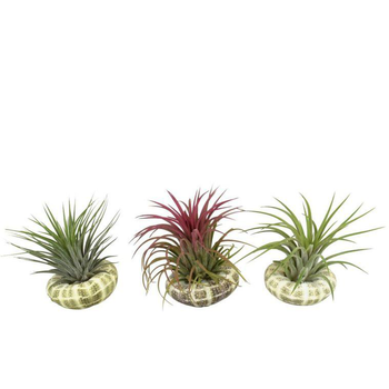 Visuel 1 du produit Tillandsia mix vert avec coquillage 10 cm