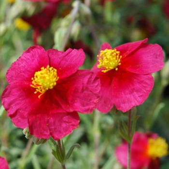 Visuel 1 du produit Helianthemum - Le pot de 2 litres