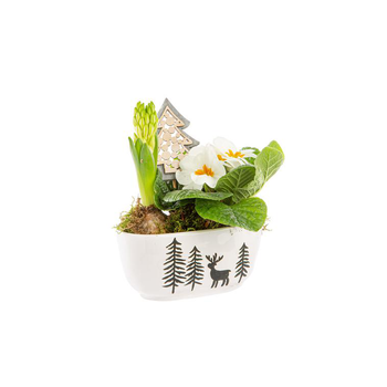 Visuel 1 du produit Primula Jacinthe Jardi Ceramique