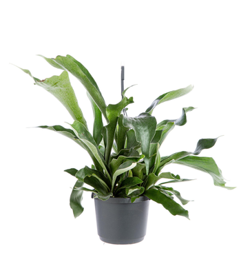 Visuel 1 du produit Fougère corne d’élan (Platycerium) vert. La suspension Ø 18 cm