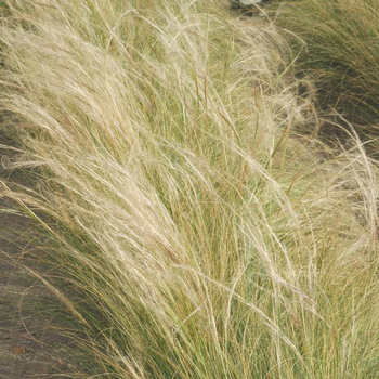 Visuel 1 du produit Stipa Cheveux D'Ange - Le pot de 7 litres