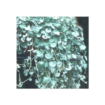 Visuel 1 du produit Dichondra - Le pot de 10.5 cm