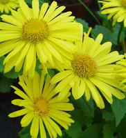 Visuel 1 du produit Doronique du Caucase - Le pot de 10,5 cm