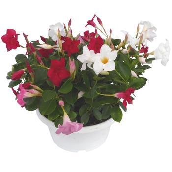 Visuel 1 du produit Dipladenia Diamantina trio blanc rose et rouge forme buisson. La coupe de Ø 26 cm