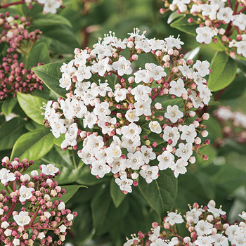 Visuel 1 du produit Laurier tin blanc. Le pot de 7L