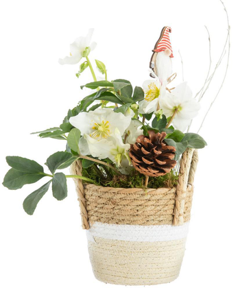 Visuel 1 du produit Hellébore cache-pot fibres tressées - Ø 15 cm