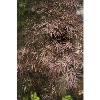 Visuel 1 du produit Erable du Japon (ACER PALMATUM CRIMSON QUEEN ) Le pot de 110 litres