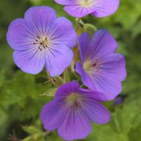 Visuel 1 du produit Géranium rozane - Le pot de 1 litre