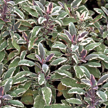 Visuel 1 du produit Sauge Officinale Tricolore Bio. Le pot de 1 litre