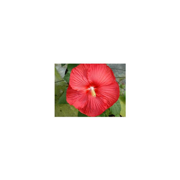 Visuel 1 du produit Hibiscus Moscheutos - Le pot de 4 litres