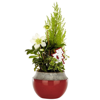 Visuel 1 du produit Composition festive pot céramique rouge - La composition