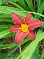 Visuel 1 du produit Hémérocalle - Le pot de 2 litres