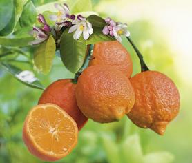 Visuel 1 du produit Lime coloris rouge - 2,5 L