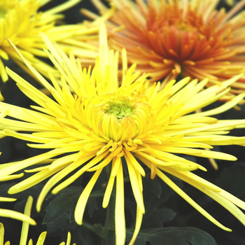 Visuel 1 du produit Chrysanthème Tokyo - La coupe de 30 cm