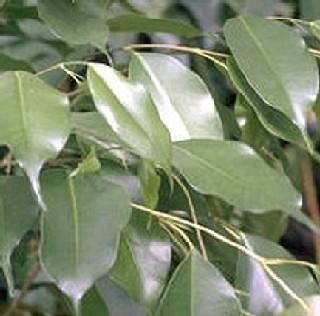 Visuel 1 du produit Ficus Benjamina. Le pot de Ø 17 x H 65 cm, forme pyramide