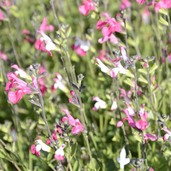 Visuel 1 du produit Sauge arbustive pink lips rose en pot de 2 L