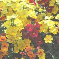 Visuel 1 du produit Sunsatias Arlequin - La jardinière de 40 cm