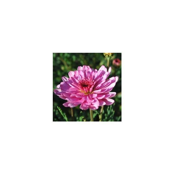 Visuel 1 du produit Anthemis suspension - La suspension de 25 cm