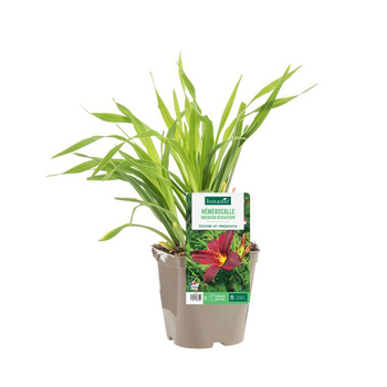 Visuel 1 du produit Hémérocalle ‘American Revolution’ - Le pot de 2 litres