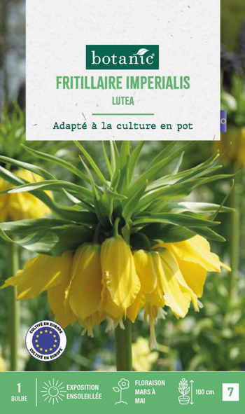 Visuel 1 du produit Fritillaire Lutea botanic® - 1 bulbe