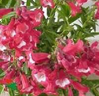 Visuel 1 du produit Penstemon - Le pot de 3 litres