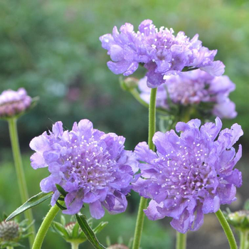 Visuel 1 du produit Scabieuse butterfly bleue en pot de 2 L