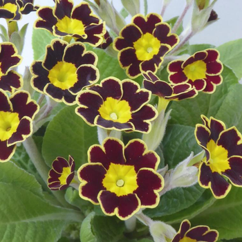 Visuel 1 du produit Primevère Oakleaf Yellow Picotee - Le pot de 2 litres