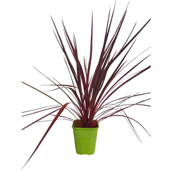 Visuel 1 du produit Cordyline Electric Pink en pot de 4 litres