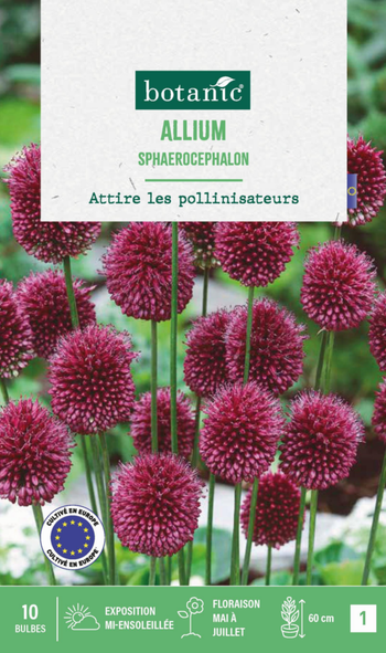 Visuel 1 du produit Allium sphaeracophalon en mélange botanic® - 10 bulbes