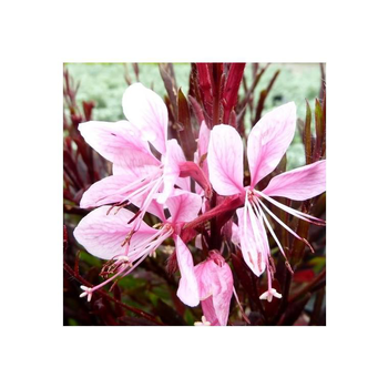 Visuel 1 du produit Gaura Lindheimeri Blush - Le pot de 2 litres