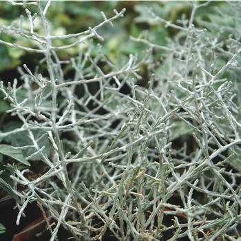 Visuel 1 du produit Calocéphale ou Calocéphalus gris argenté - Le pot de 0,5 litre