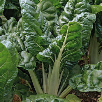 Visuel 1 du produit Poiree Verte Berac Bio. La barquette de 3 plants