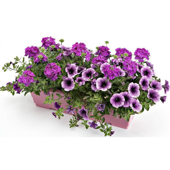 Visuel 1 du produit Mélange confetti - La jardinière de 40 cm