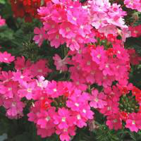 Visuel 1 du produit Verveine érigée - Le pot de 10.5 cm