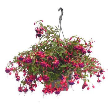 Visuel 1 du produit Fuchsia retombant - La suspension diam 27 cm