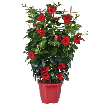 Visuel 1 du produit Dipladénia palissé extra. Le pot de 5 litres