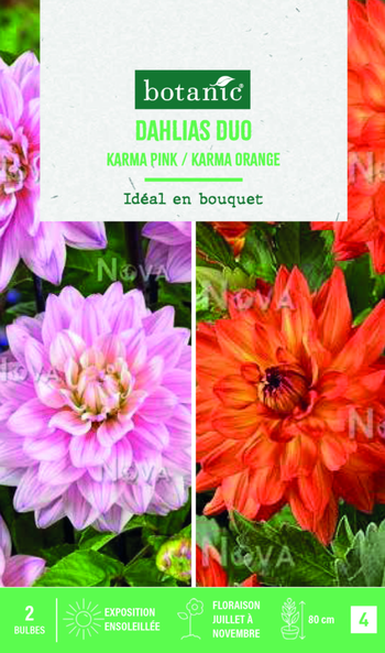 Visuel 1 du produit Bulbes de fleurs duo de Dahlias semi-cactus Karma rose / Karma orange botanic® - 2 bulbes